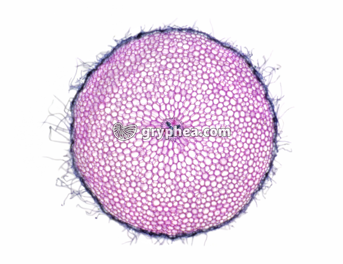 Racine de Ficaire - coupe totale CT x7 - gryphea.com